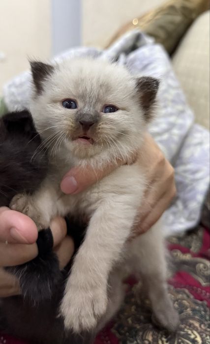 Продаются очаровательные котята