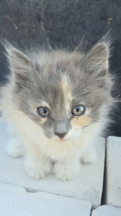 Котята 2 месяца.
