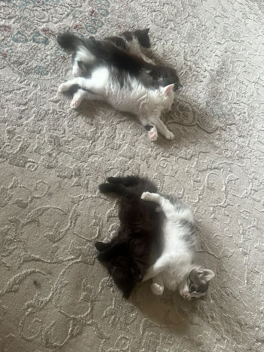 Домашние котята, умные, игривые
