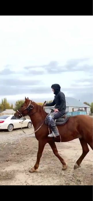 Көкпар аты сатылымда!