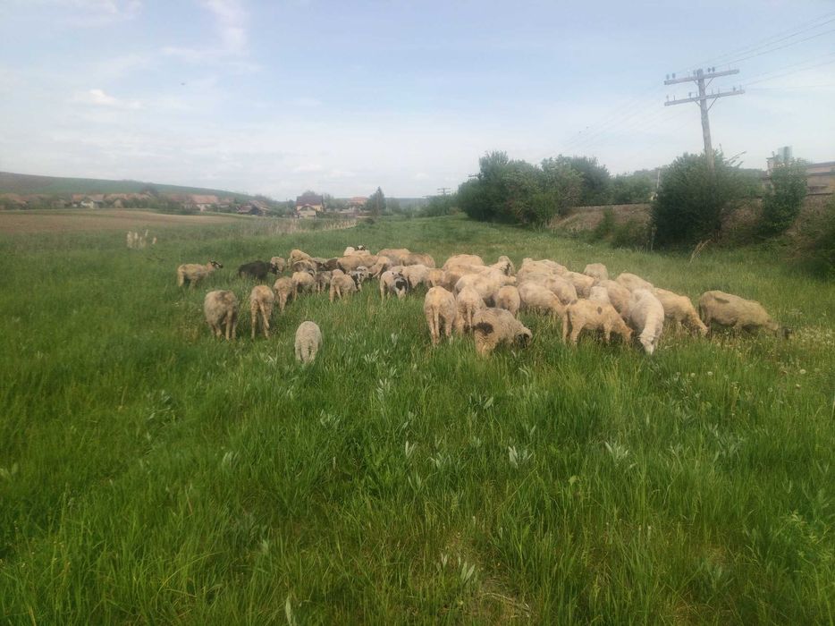 De vânzare 25 de miei