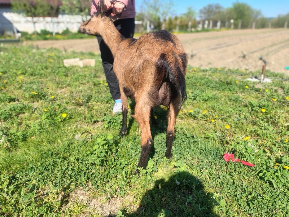 Vând capra cu lapte