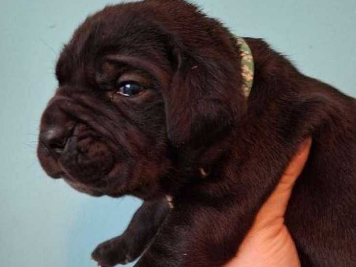 Налични кученца Cane Corso.