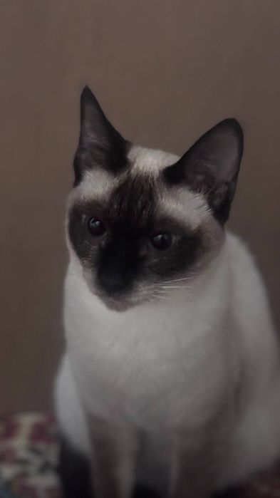 Котёнок, мама сиамская