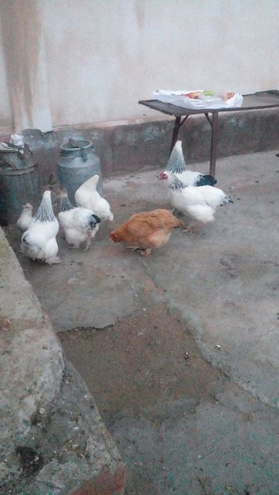 Brama tovuq zotdor tuxumlar