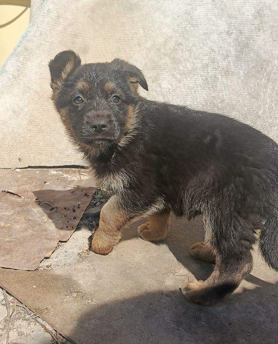 Щенки немецкой овчарки