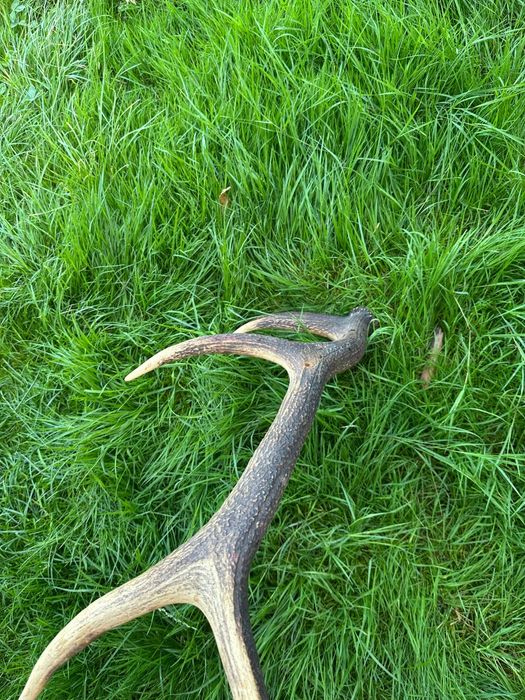 Vând corn de cerb cu 5 coarne