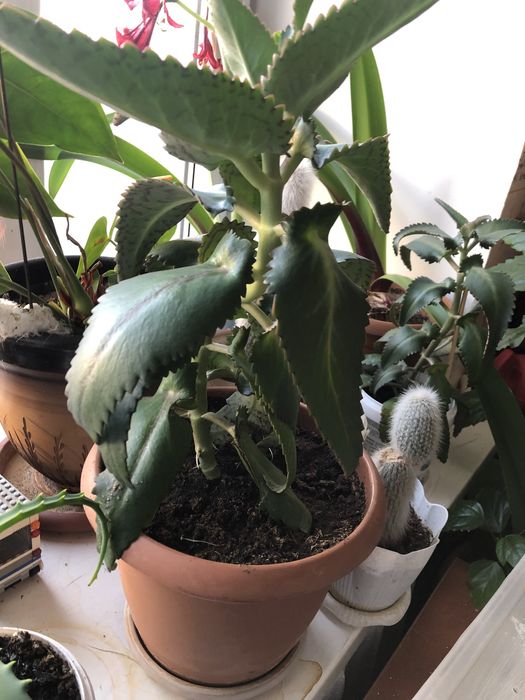 Цветок Коланхое