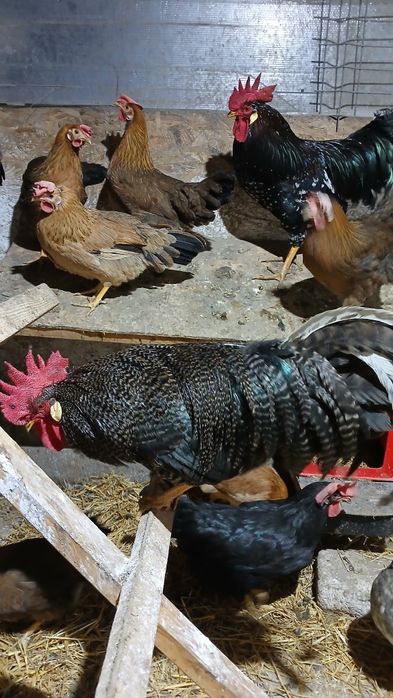 Gaini si puicute italiene