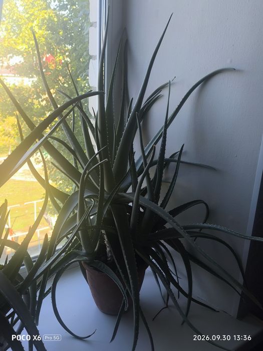 Продам алоэ.  5 летние