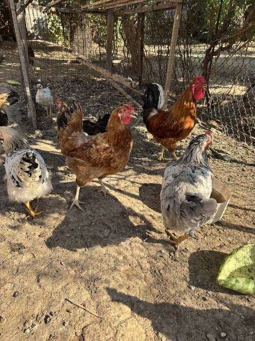 Тауық. Курица. Тауык. Куры