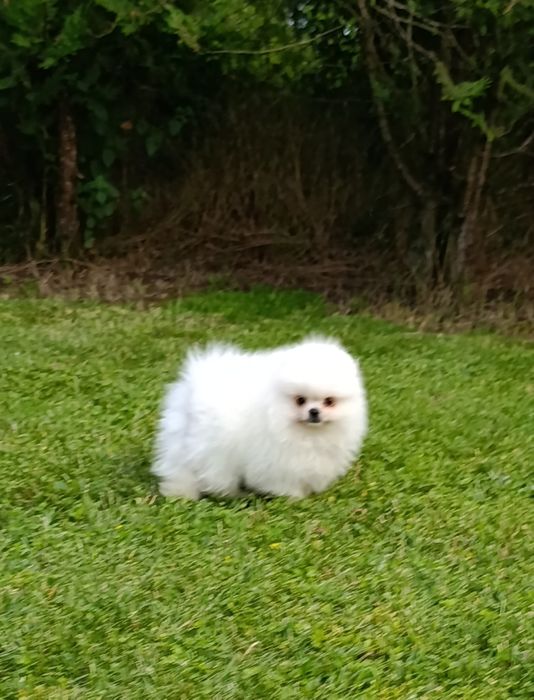 Pomeranian mascul mini toy