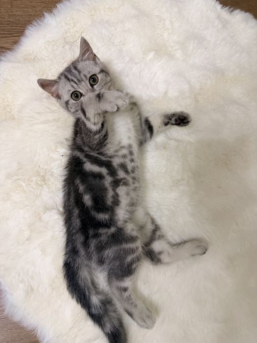 Котенок Шотландский Скоттиш страйт