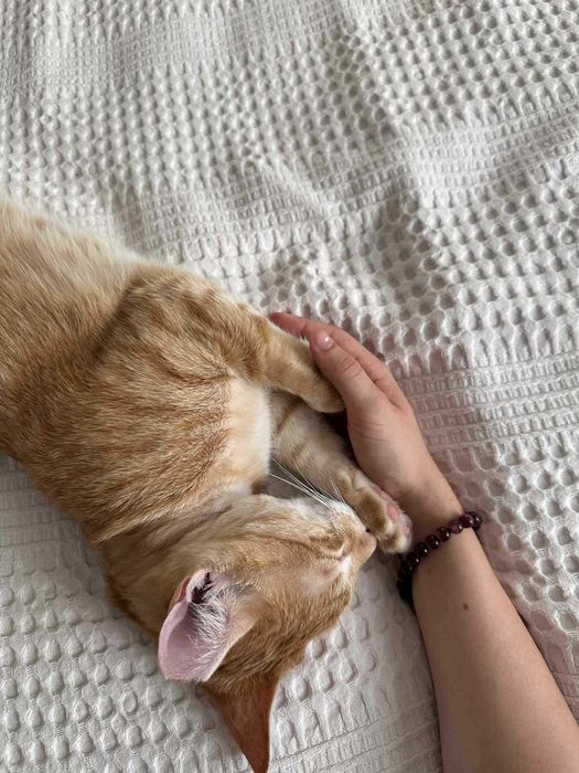 Коте Лъчко отново търси дом