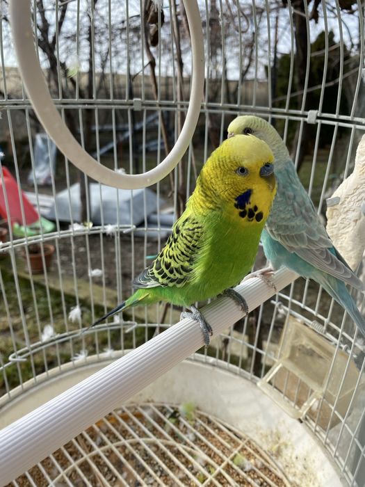 Papagali peruși și nimfe