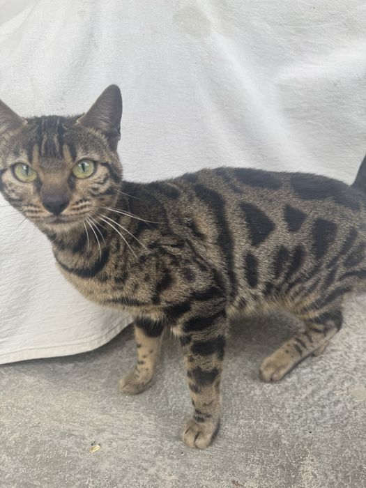 Bengaliskiy mushuk toza qon