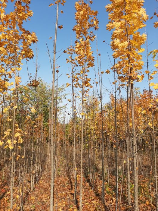 Vand mesteacăn arțar stejar tei platan frasin etc