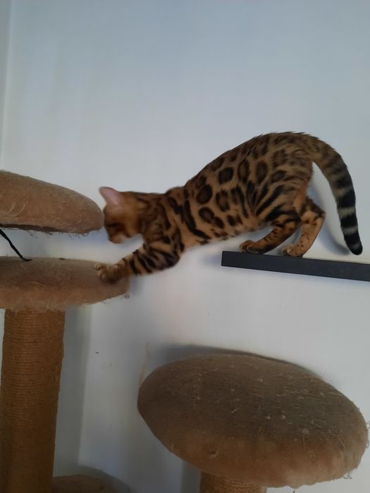Бенгальские котята 3 месяца.
