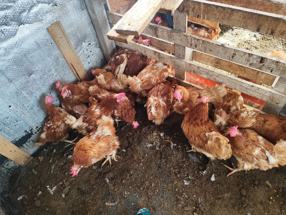 Găini de tăiat sau de tinut