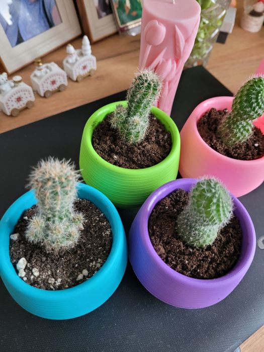 Замечательные комнатные растения