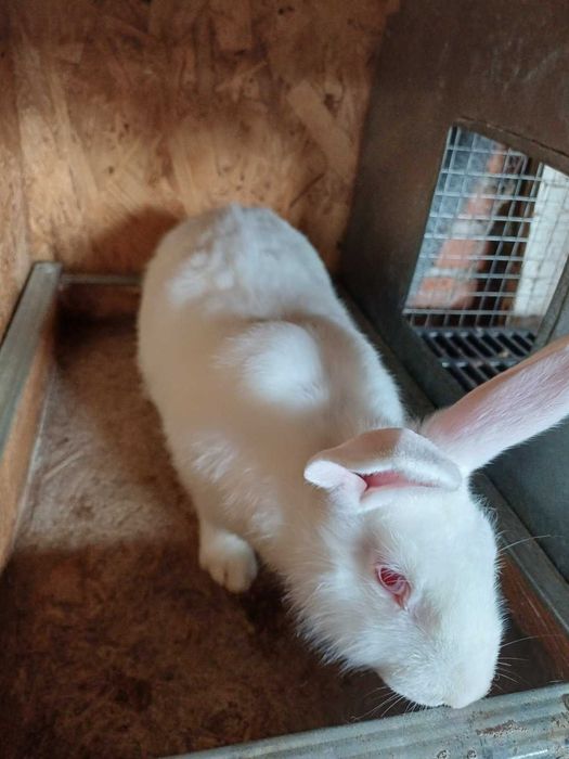 Зайци порода цика