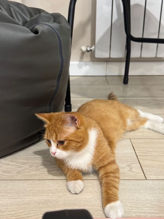 Отдам в хорошие руки кота