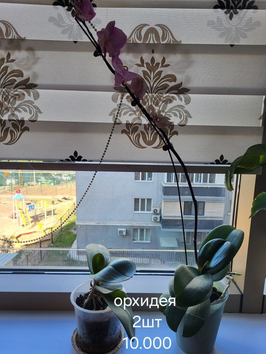 Продам комнатные цветы
