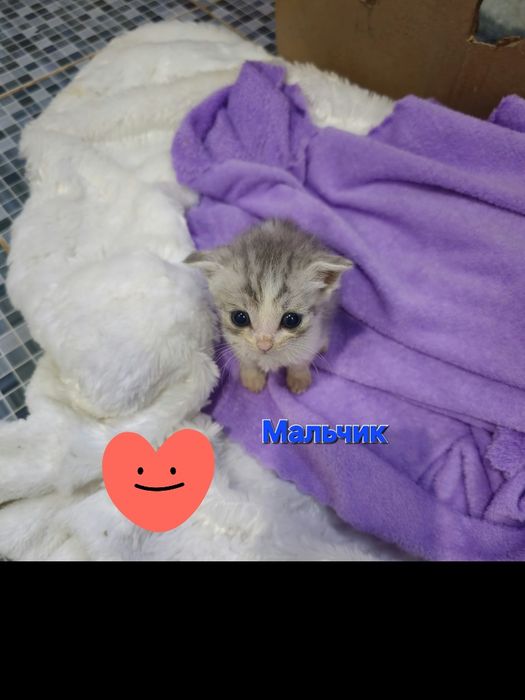 Отдам котёнка.  Мальчик.