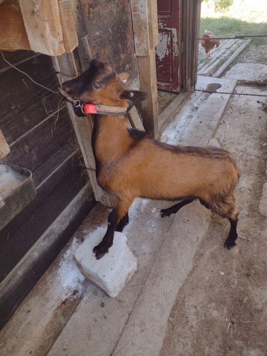 Țap Alpin ciut,de 1 an