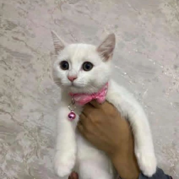 Birtan strayt toza zot