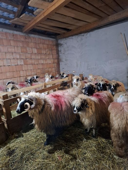 Oi tinere de vânzare