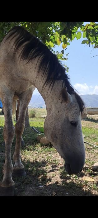 Қымыз, саумал, бие сүті