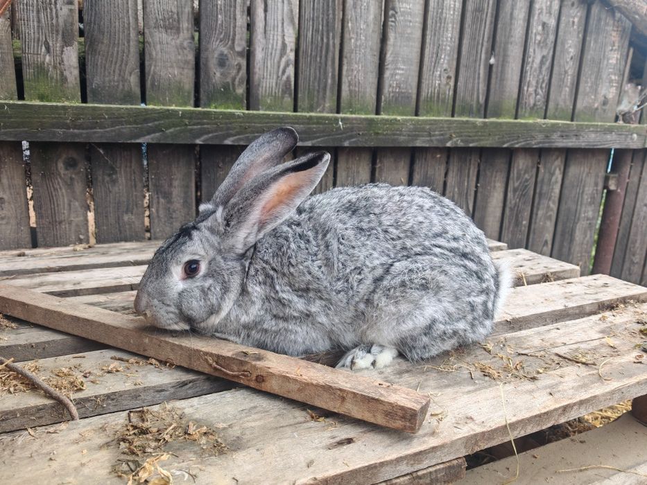 Iepuri metis uriaș german