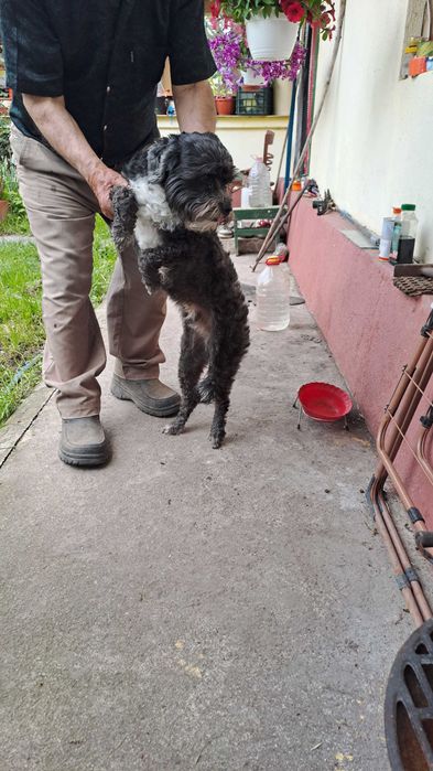 Donez un câine bișon negru cu pete albe de 3 ani