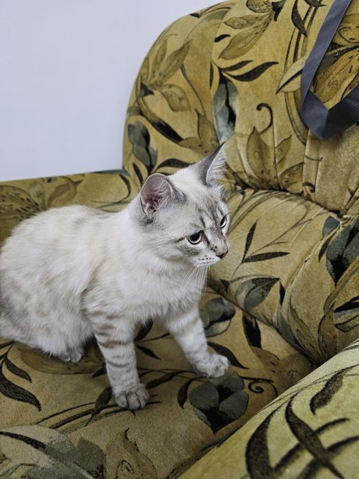 Породистый котёнок