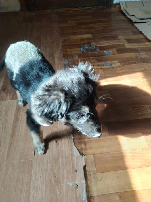 Продам щенка тазы девочка.