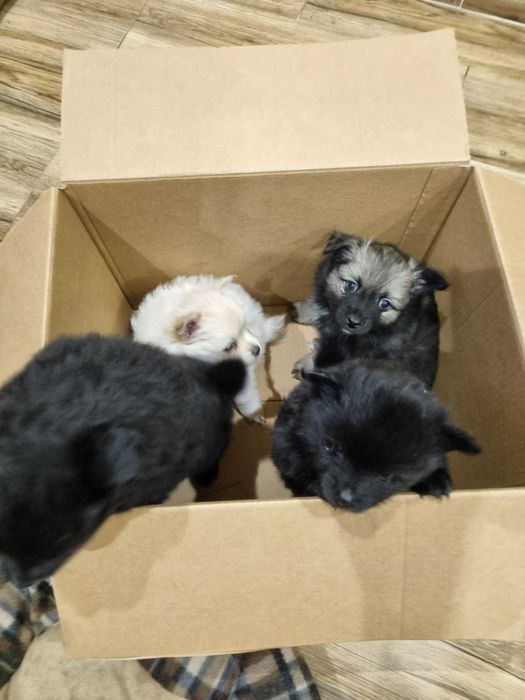 Продавам мини шпицове