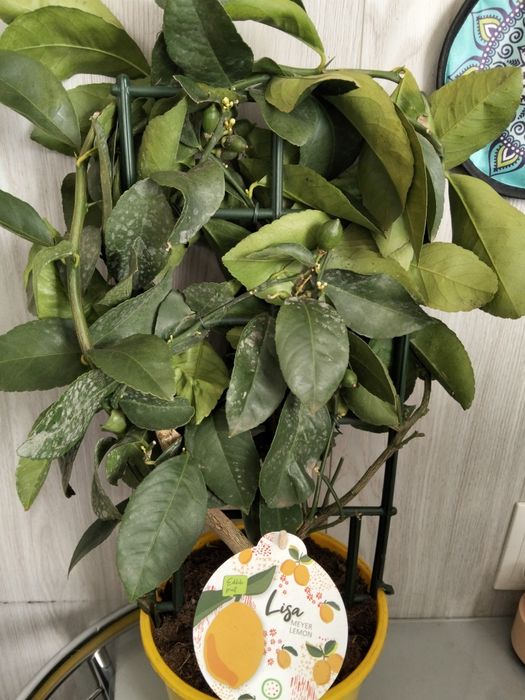 Продам лимонные деревья