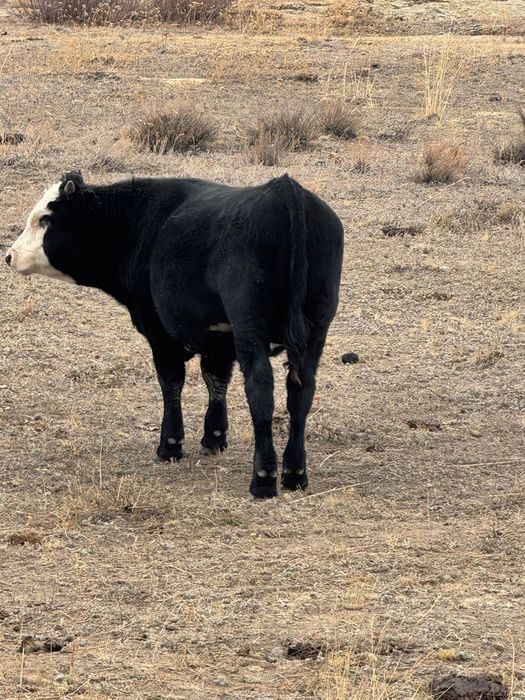 Подсостар сатылады