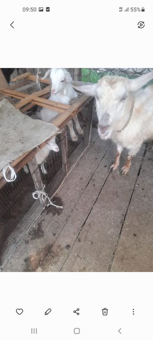 Заненский ешкі срочно сатылады
