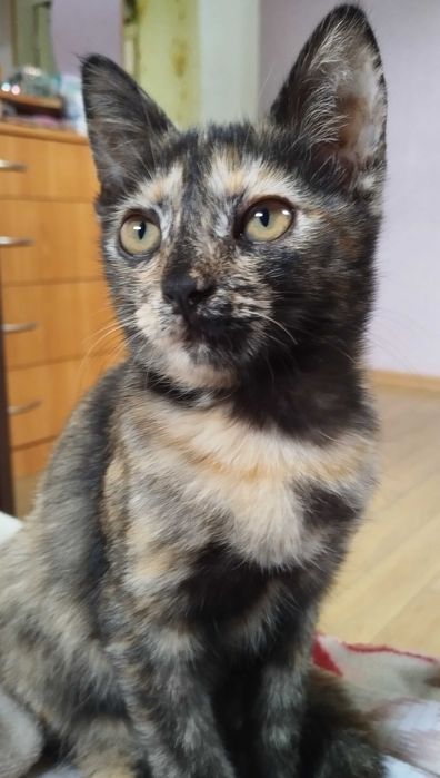 Отдам котят в добрые руки