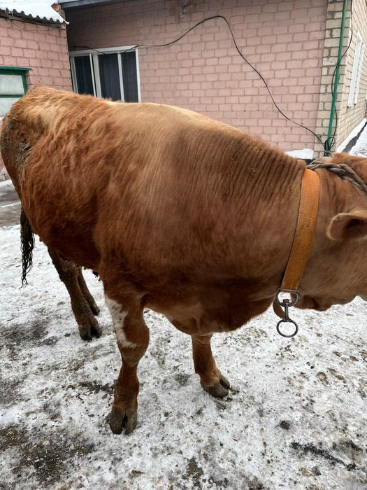 Продается бычки с откорма
