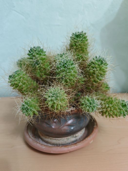 Продам кактусы, цветут.