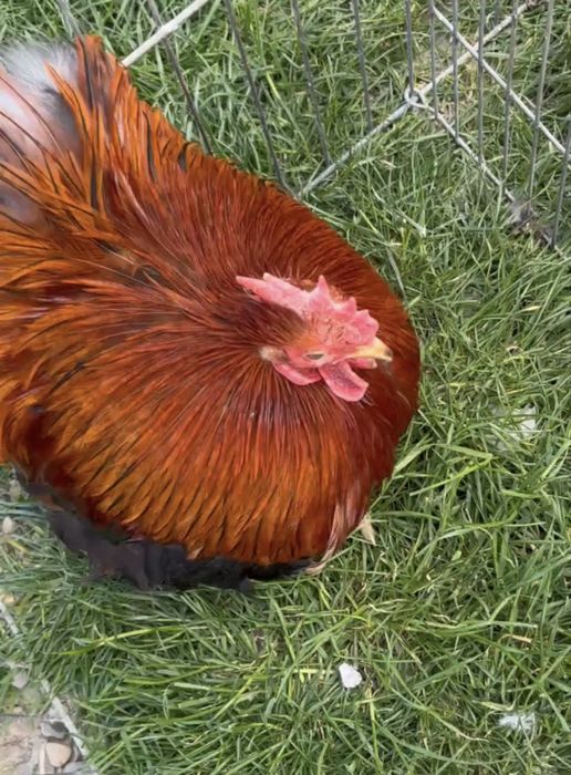 Cochinchina pitic gat auriu /negru Germania