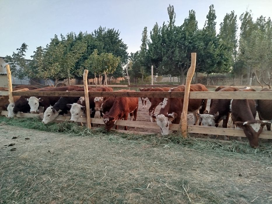 Импорт из России  Продажа оптом и в розницу КРС