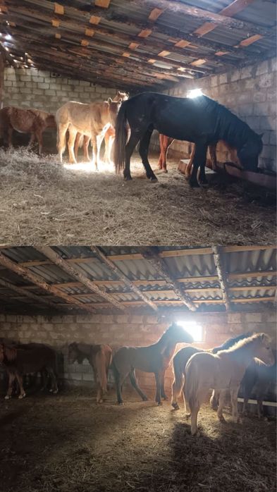 Продам лошадей тайчиков