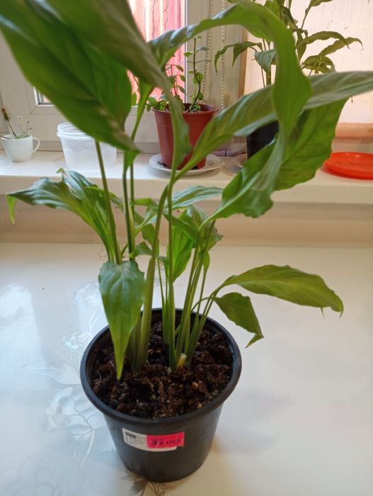 Комнатные цветы "женское счастье"