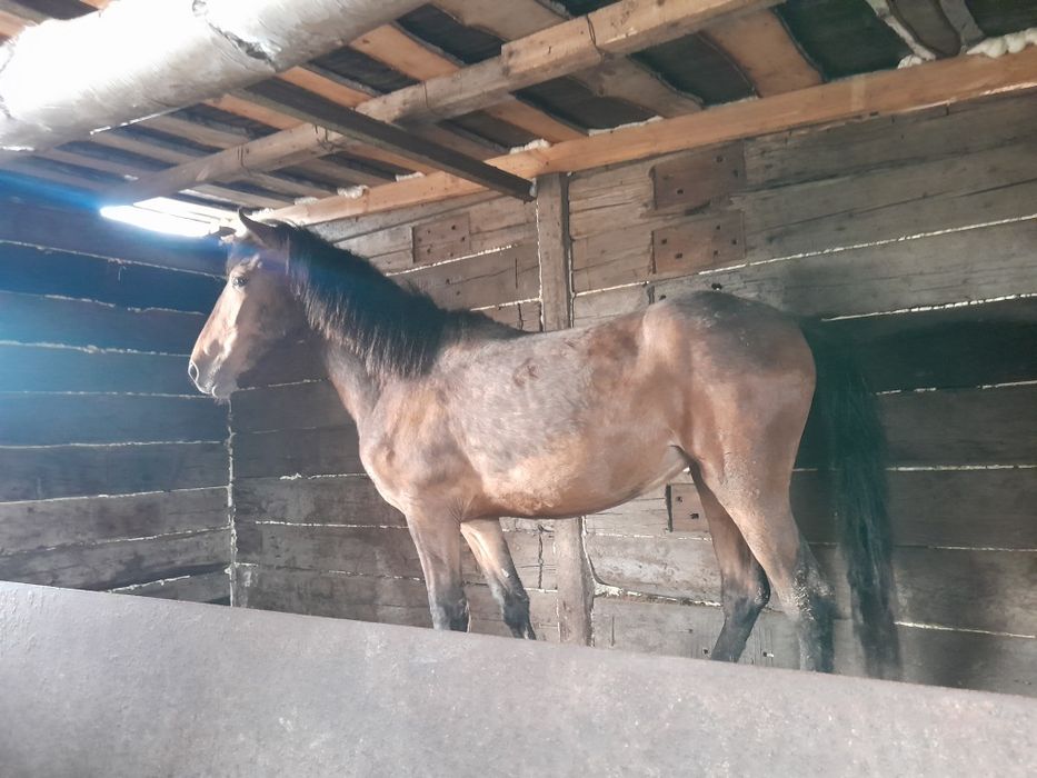 Продам байтал с откорма.