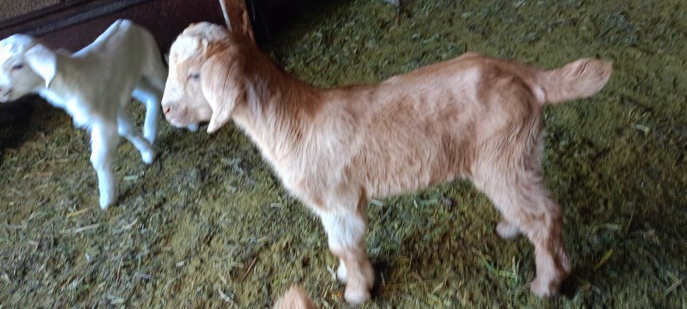 Теке лақтар альпи битал