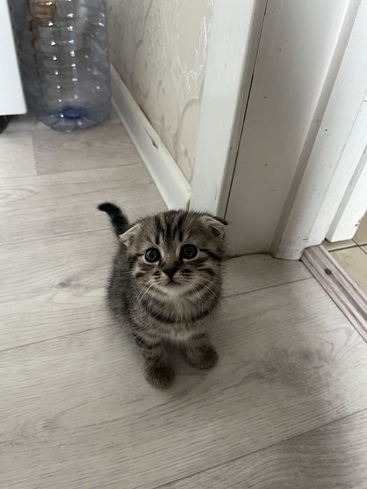 Котята вислоухие шотланцы 1 месяц